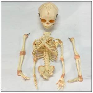 37cm Döl Skelet Modeli İki Kəllə ilə Skelet Anatomik Modeli Ayrılan Körpə Tibb Elmi Anatomik Nümayiş