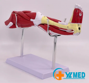 Nowy projekt anatomiczny sztucznego mięśnia nogi do użytku w nauczaniu medycznym z 13-częściowym modelem