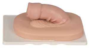 Medical Teaching Surgical Male Reproductive System Circumcision Circumcision Mode Teaching Resources