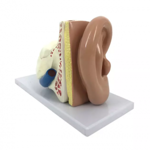 Anatomisk modell speciellt för sjukhus lika stor anatomimodell för mänskligt öra