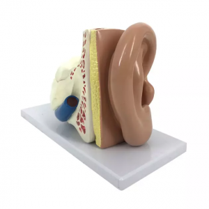 Anatomical model special for hospital equal scale size human ear anatomy model