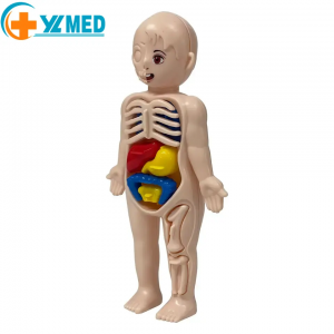 14PCS izobraževalni 3D model znanstvenih kock model sestavne igrače model človeških organov za zgodnje izobraževanje