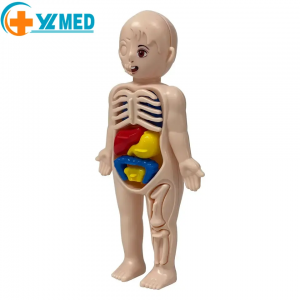 14PCS Educational 3D Model Scientific Blocks Model Building ToysEarly education human organ model