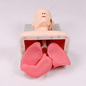 Adult Electronic Tracheal Intubation Teaching Model Human First Aid Advanced Human Endotracheal Intubation Training Model
