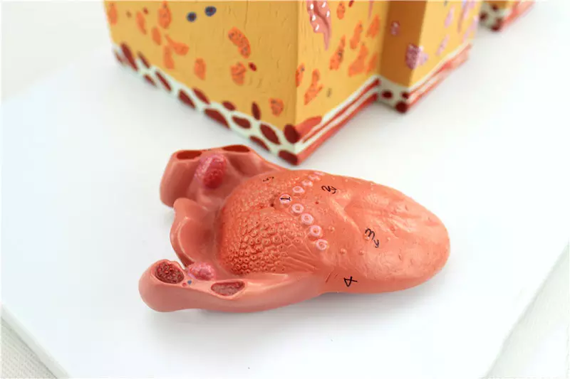 Biological model teaching aids Human tongue anatomy model for medical science