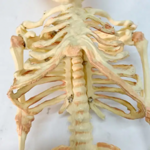 37cm Fetus Skeleton Modely Skeleton Anatomika Modely miaraka amin'ny Karandoha roa azo alaina Zazakely Fitsaboana Siansa Anatomika Demonstration