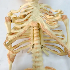 Modello anatomico di scheletro del modello di scheletro del feto da 37 cm con due teschi Dimostrazione anatomica di scienza medica del bambino staccabile