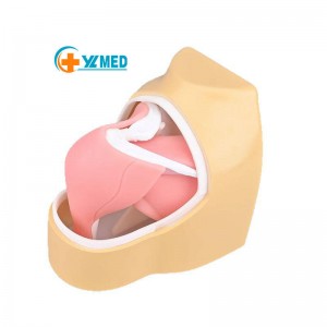 Medical Science Human Arthroscopic Trainer Simulator Shoulder Joint Model PVC Material Medical Teaching Use