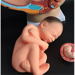 Медичне навчання, Жіноча сагітальна анатомічна модель людини (4 штуки)