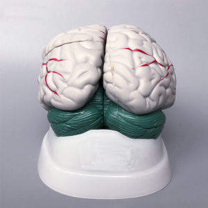 新しいスタイルの高品質プラスチック脳モデル医療教育モデル