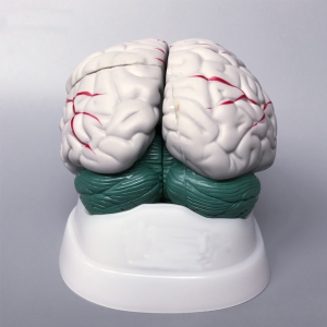 New Style High quality plastic Brain Model for Medical Educational model