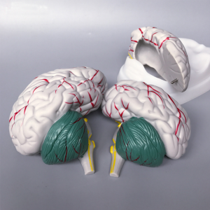 Ny stil Høykvalitets hjernemodell i plast for medisinsk utdanningsmodell
