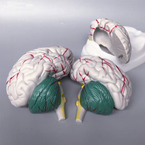 New Style High quality plastic Brain Model for Medical Educational model