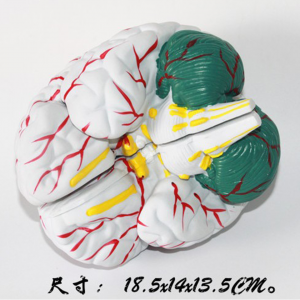 New Style High quality plastic Brain Model for Medical Educational model