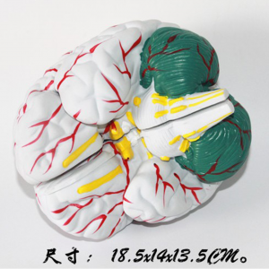 New Style High quality pulasitiki Brain Model ya Medical Educational model