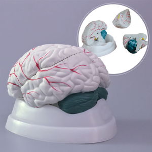 Naujas stilius Aukštos kokybės plastikinis smegenų modelis medicinos edukaciniam modeliui
