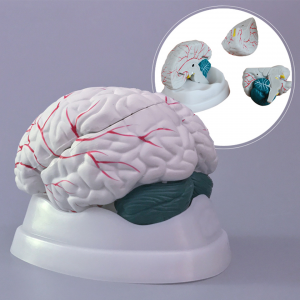 New Style High quality pulasitiki Brain Model ya Medical Educational model