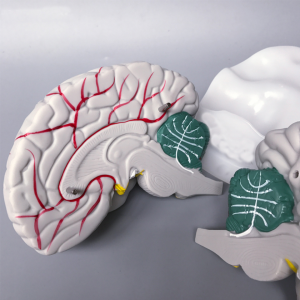 Нов стил Висококвалитетен пластичен модел на мозок за медицински едукативен модел