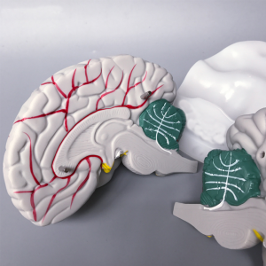 New Style High quality plastic Brain Model for Medical Educational model