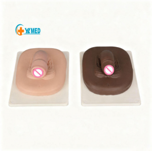 Medical Teaching Surgical Male Reproductive System Circumcision Circumcision Mode Teaching Resources