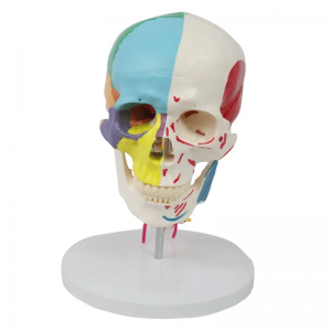 Human skeleton model anatomy Skull model with 7 cervical vertebrae and half muscle start and end points