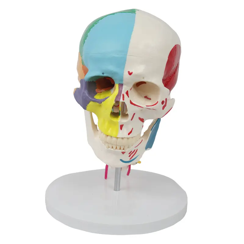 Human skeleton model anatomy Skull model with 7 cervical vertebrae and half muscle start and end points