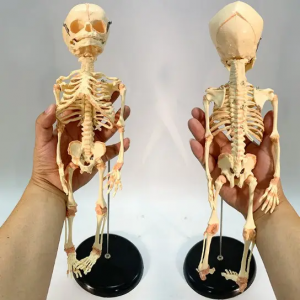 37 cm model kostry plodu Anatomický model kostry s dvoma lebkami, odnímateľné, baby, lekárske vedy, anatomická ukážka
