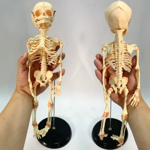 37cm Fetus skelèt modèl skelèt modèl anatomik ak de zo bwa tèt detachable ti bebe syans medikal demonstrasyon anatomik