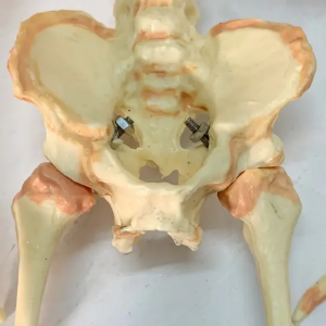 37cm Model szkieletu płodu Model anatomiczny szkieletu z dwiema czaszkami Odpinane nauki medyczne dla dzieci Demonstracja anatomiczna