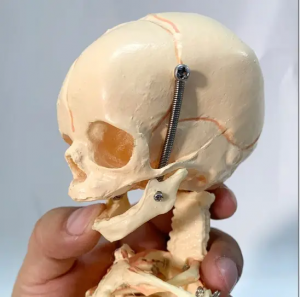 37 см модел на скелет на плода Анатомичен модел на скелет с два черепа, подвижна бебешка медицинска научна анатомична демонстрация