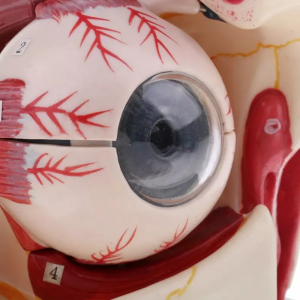 For medical education Human eye model Sensory model orbital model double magnification anatomy