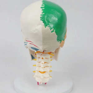 Anatomia do modelo de esqueleto humano Modelo de crânio com 7 vértebras cervicais e meio ponto inicial e final muscular