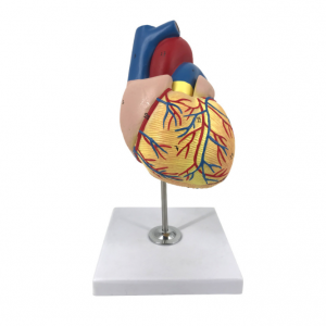 Medicinos mokslo modelis 1:1 žmogaus širdies modelis, anatominis medicinos kolegijų studentams ir ligoninėms