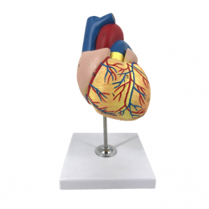 Medical science model 1:1 Human Heart Model Anatomical for Medical college students and hospital