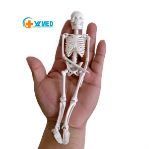Биологичен модел PVC пластмасов подарък Анатомия 20 см модел на човешки скелет Подвижен мини модел на бяла кост