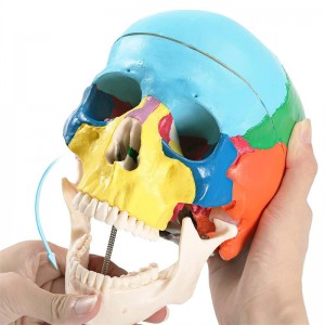 Modelo de cráneo de cor humana Anatomía en tres partes Modelo de cráneo Tamaño real