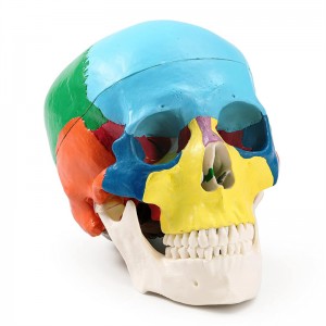 Modello di cranio umano a colori Anatomia in tre parti Modello di cranio A grandezza naturale