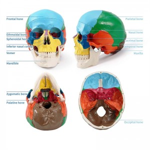Human Color skull Model Three-part anatomy Skull model Life-size