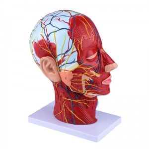 Modelo de anatomía de media cabeza e pescozo humano Modelo neurovascular superficial