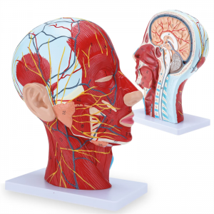 Modely Anatomy Half Loha & Tendany Modely Neurovascular Superficial