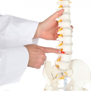 Life-size flexible model of human spine with femoral head