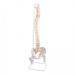 Model tulang belakang manusia fleksibel seukuran aslinya dengan kepala femoralis