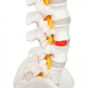 Model flexibil în mărime naturală de coloană vertebrală umană cu cap femural