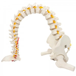 Flexibilní model lidské páteře s hlavicí stehenní kosti v životní velikosti