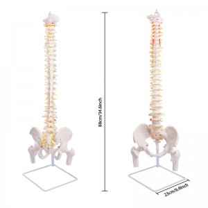Flexibilní model lidské páteře s hlavicí stehenní kosti v životní velikosti