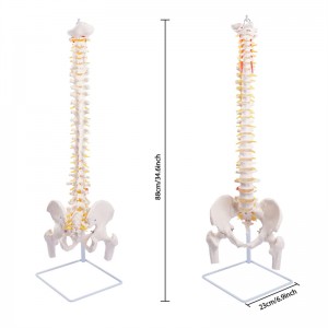 Life-size flexible model of human spine with femoral head