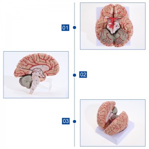 Modelo de anatomía de la arteria cerebral de tamaño adulto desmontable de la arteria del cerebro humano médico