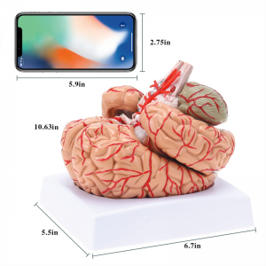 Модели анатомияи артерияи мағзи сари тиббии инсон барои андозаи калонсол ҷудошаванда