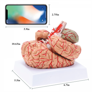 Medyske Human Brain Artery Detachable Adult Grutte Brain Artery Anatomy Model