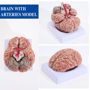 Medyske Human Brain Artery Detachable Adult Grutte Brain Artery Anatomy Model
